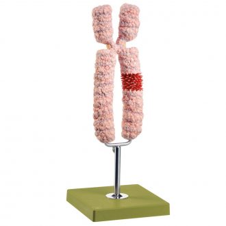 Somso Chromosome Model