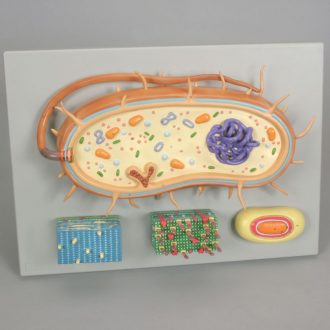 Altay® Bacterium Model Set