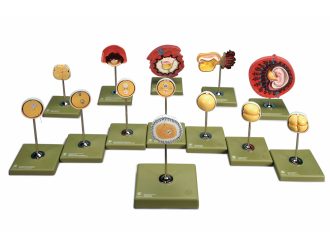 Somso Human Development Model Set, 13 Parts