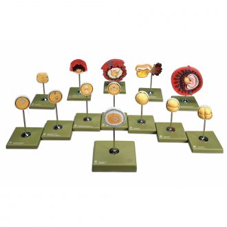 Somso Human Development Model Set, 13 Parts