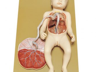 Somso® Human Fetal Circulation Model