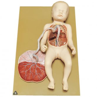 Somso® Human Fetal Circulation Model