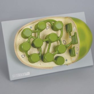 Altay Chloroplast Model
