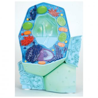 3B® Plant Cell Model