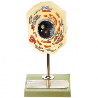 Somso Animal Cell Model