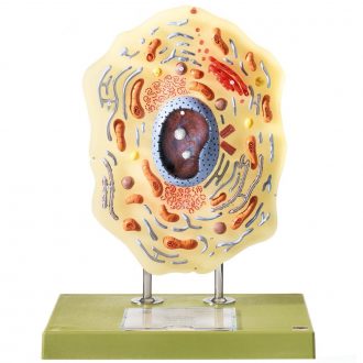 Somso Animal Cell Model, Large Size