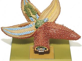 Somso® Starfish Model