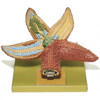 Somso® Starfish Model