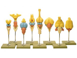 Somso® Vertebrate Brains Model Set