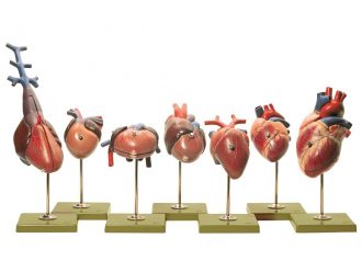 Somso® Vertebrate Hearts Model Set