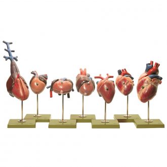 Somso® Vertebrate Hearts Model Set