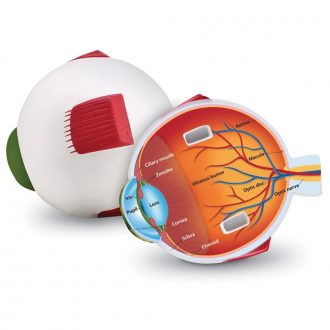 Cross-Sectional Human Eye Model