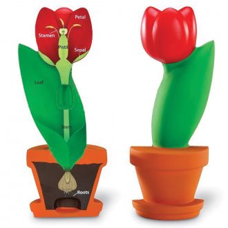 Cross-Sectional Flower Model