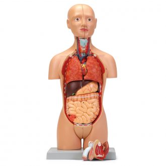 Altay® Human Dual Sex Miniature Torso Model