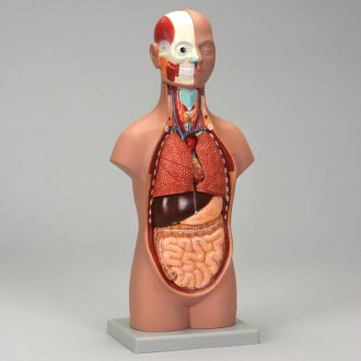 Altay® Human Miniature Torso Model