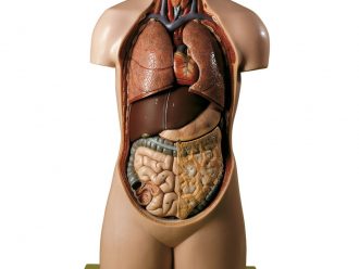 Somso Male Youth Torso without Head