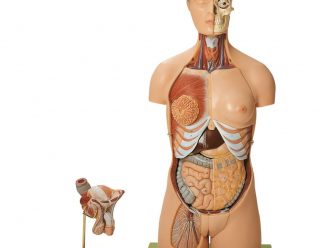 Somso® Human Male and Female Torso Model, 20 Parts