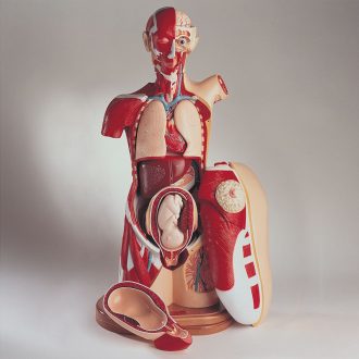 Denoyer-Geppert Human Male, Female, and Sexless Multi-Torso Model