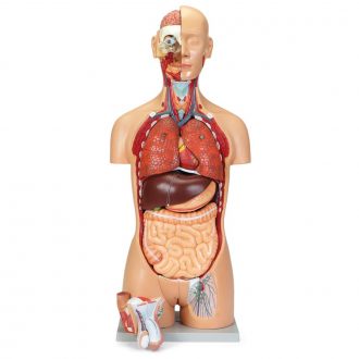 Altay® Deluxe Human Male and Female Torso Model