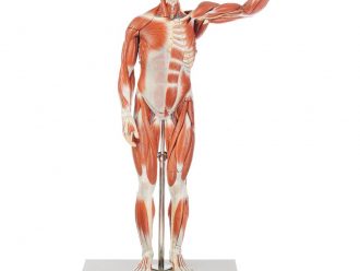 Somso® Human Male Muscular Model, Removable Muscles