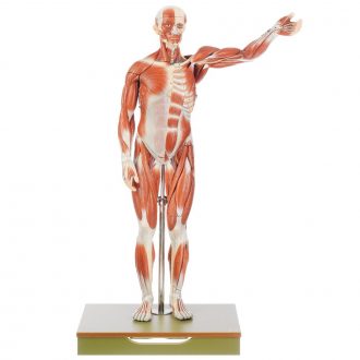 Somso® Human Male Muscular Model, Removable Muscles