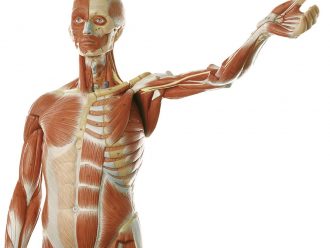 Somso® Human Male Muscular Model, Removable Arms
