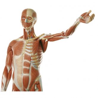 Somso® Human Male Muscular Model, Removable Arms