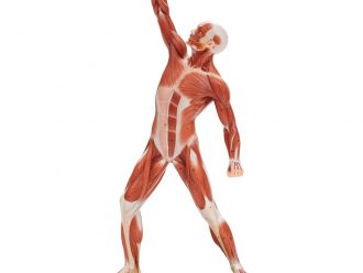 Somso® Human Muscular Male Model