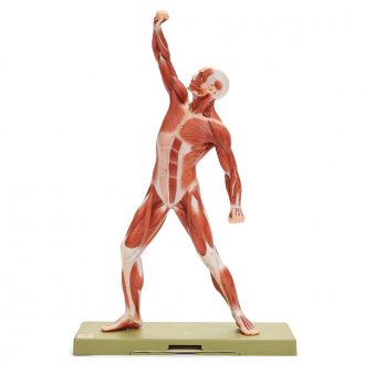Somso® Human Muscular Male Model