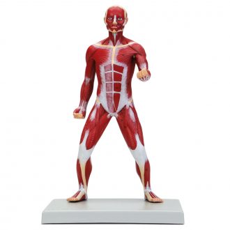 Altay Miniature Human Muscular Figure