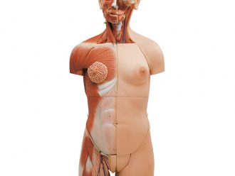 Somso® Human Muscular Torso with Head and Open Back Model