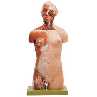 Somso® Human Muscular Torso with Head and Open Back Model