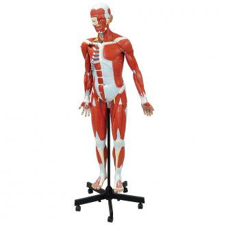 Altay® Human Muscular Figure Model