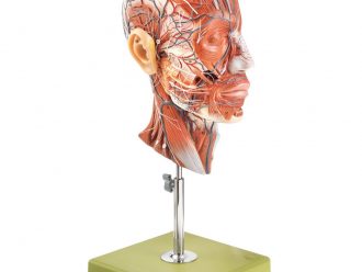 Somso Human Half Head Model