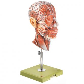 Somso Human Half Head Model