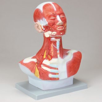 Altay® Human Head and Neck Model