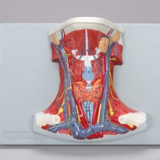 Altay Anatomy of the Human Neck Model