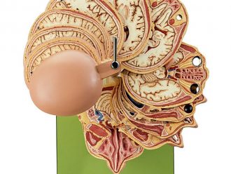 Somso® Horizontally Sectioned Model of the Human Head