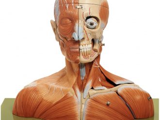 Somso® Human Head and Neck Model