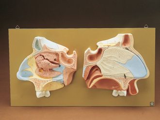 Somso® Human Nose Model