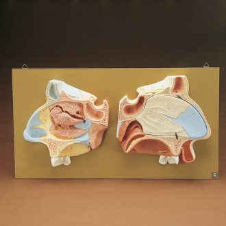 Somso® Human Nose Model