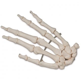 Altay® Human Hand Bones