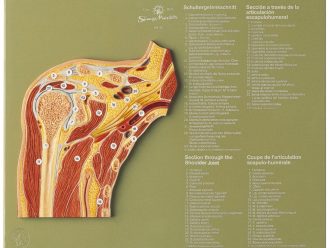 Somso® Human Shoulder Cross-Section Model