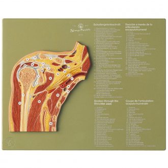 Somso® Human Shoulder Cross-Section Model