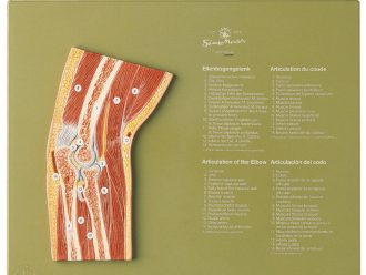 Somso® Human Elbow Cross-Section Model
