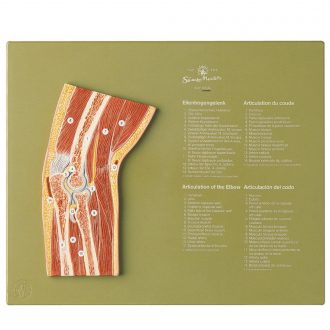 Somso® Human Elbow Cross-Section Model