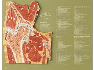 Somso® Human Hip Cross-Section Model