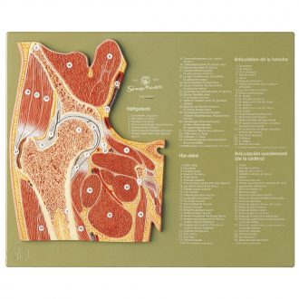 Somso® Human Hip Cross-Section Model