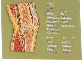 Somso® Human Knee Cross-Section Model