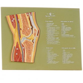 Somso® Human Knee Cross-Section Model